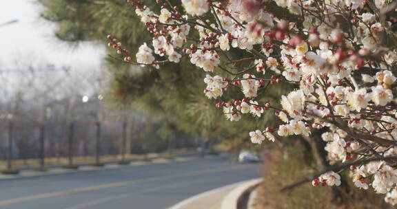 春天盛开梅花蜜蜂采蜜