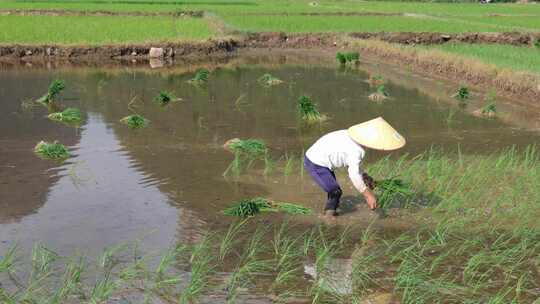 水稻田 农民用传统方式耕地 犁田 插秧 春耕