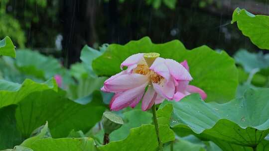 夏天雨水荷花荷叶雨滴雨景