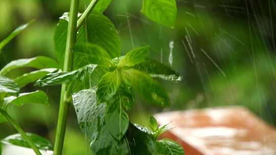 淋雨的植物