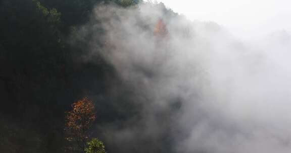 高山森林晨曦云海晨雾生态环境航拍