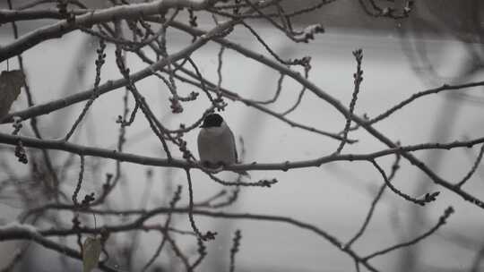 灰喜鹊在大雪中