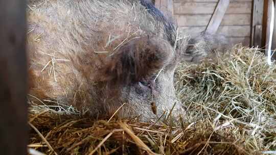 可爱懒惰的羊毛猪躺着吃干草