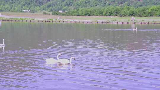 相机摄神龙架大九湖国家湿地公园