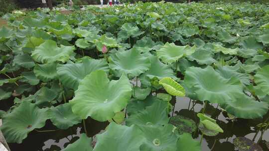 农业种植夏日植物荷花荷叶莲藕实拍