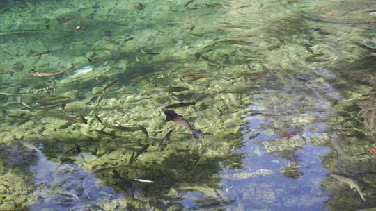 清澈水里的锦鲤