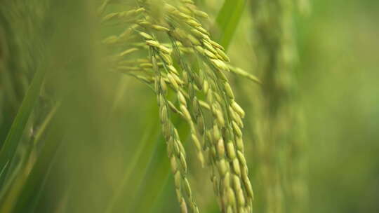微风吹动水稻穗五常大米丰收