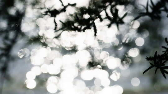 夏天阳光树叶光影逆光小清新空镜双重曝光