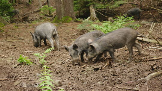 一群野猪在森林里觅食