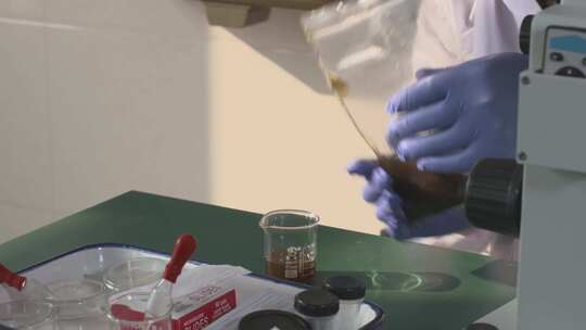 山东威海荣成通过天鹅粪便研究食物组成