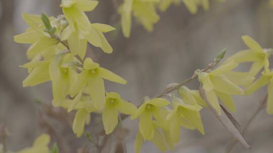 迎春花开特写LOG