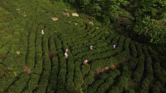 空中俯瞰茶园工人劳作景象