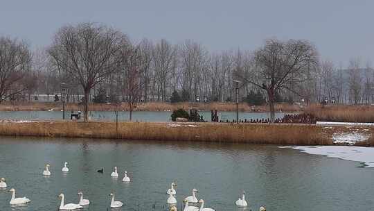 三门峡黄河公园