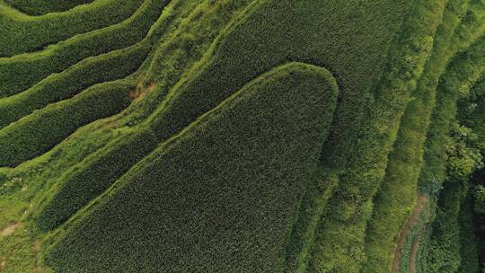 遂川梯田风光