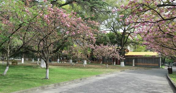 民国建筑晚樱 春天苏州大学校园樱花