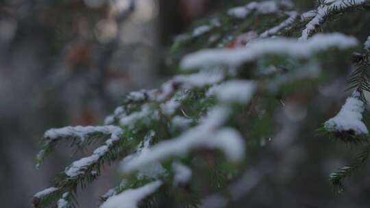 冬季初雪落在树梢