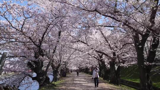 日本旅行道路旁唯美治愈白色童话日本樱花视频素材模板下载