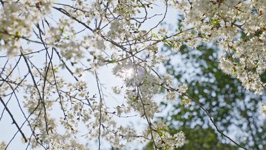 逆光中唯美的白色樱花