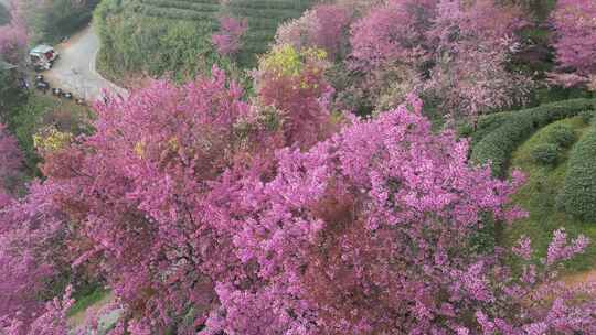 航拍樱花林茶园