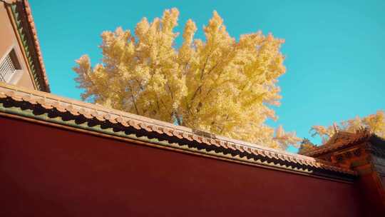 北京故宫紫禁城秋天延禧宫的银杏树与红墙