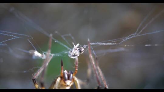 一只蜘蛛爬上蜘蛛的网向捕获的昆虫走去