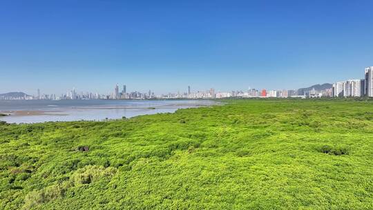 4k深圳福田区红树林合集