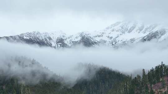 西藏林芝大气航拍自然风光云雾缭绕雪山森林