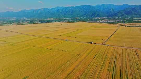 关中平原金色麦田 小麦