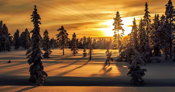 日出日落 积雪覆盖下的森林美景特写视频素材模板下载