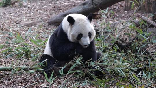 吃竹子的熊猫视频素材模板下载