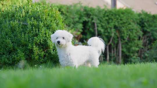 狗，花园，Coton De Tulear