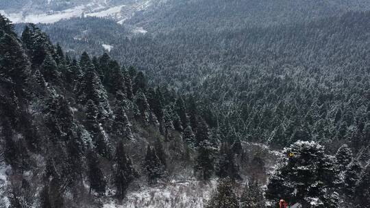 航拍西藏林芝大雪纷飞的鲁朗林海