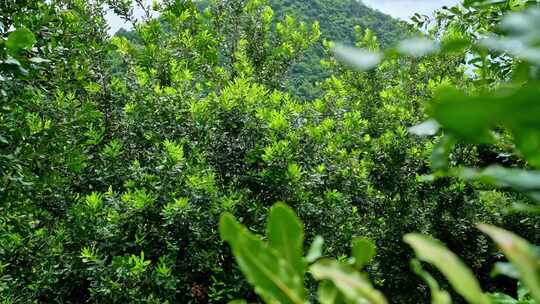 澳洲坚果 夏威夷果