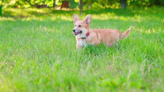 柯基犬，狗，宠物，犬