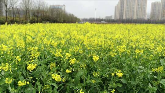 城市的油菜花