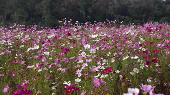 花海 春天 希望 阳光 清新