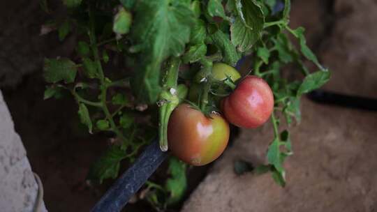 西红柿 番茄 蔬菜大棚 蔬菜 农民干活