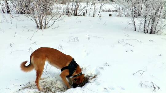 两只狗在林间雪地里狩猎物