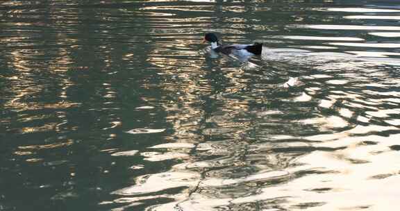 鸭子戏水游泳阳光湖水