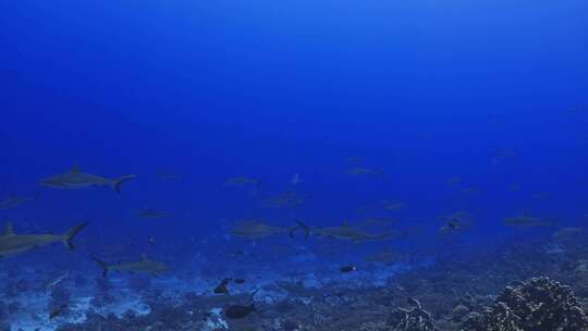 潜水艇，海洋，鲨鱼，海洋生物