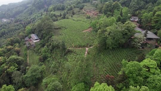 雅安蒙顶山自然风光