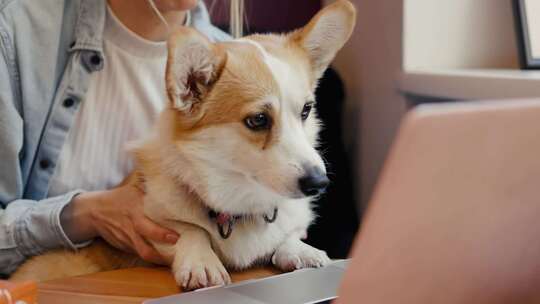 柯基犬正在看笔记本电脑