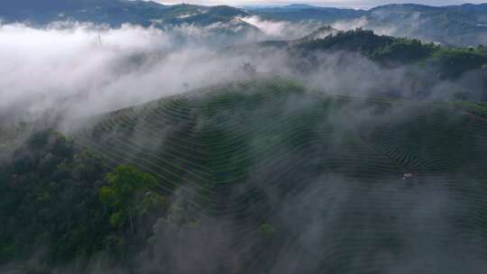 雨雾缭绕的茶山