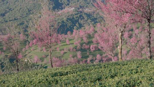茶叶种植园中的冬樱花