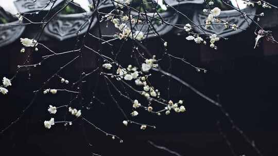 中式屋檐梅花腊梅雨中腊梅