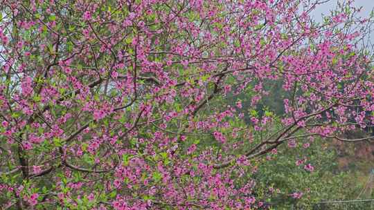 桃花 桃树 粉色花朵 春天花朵绽放