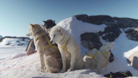 狗、雪橇狗、哈士奇、马具