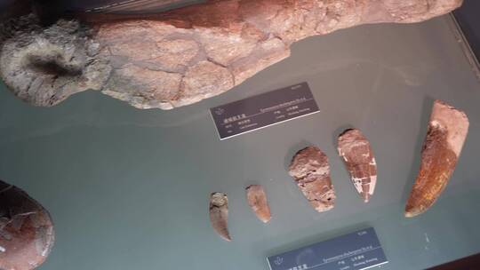 白垩纪翼龙化石恐龙蛋视频素材模板下载