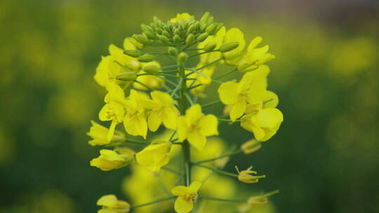 油菜花意境高清实拍