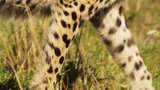 猎豹，领域，Safari，野生高清在线视频素材下载